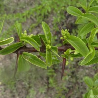 Canthium coromandelicum (Burm.f.) Alston